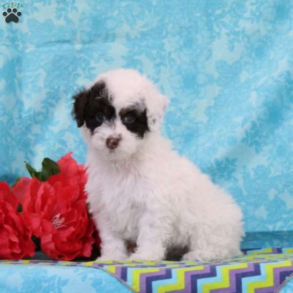 Chipmunk, Toy Poodle Puppy